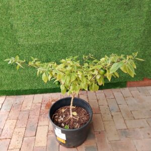 HERB ROCOTO PEPPER (CAPSICUM PUBESCENS) 25KG