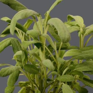 Sage 12cm