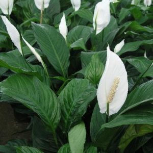 Peace Lily 15cm