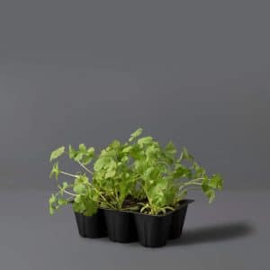 Coriander 6-Pack