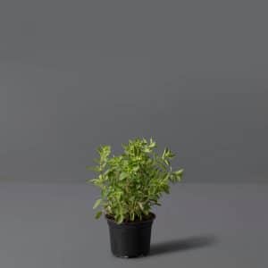 Marjoram 12cm