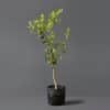 A young lime tree with vibrant green leaves and a tall stem growing in a black plastic bag.
