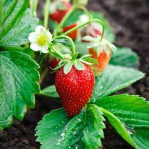 Strawberry 4-Pack
