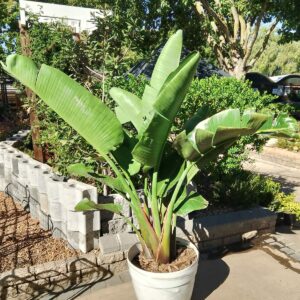 STRELITZIA NICOLAI CAPRI 50CM