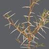 A close-up of a Sweet-Thorn Tree with a small amount of leaves and thick, white thorns on it
