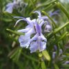 Close-up of the purple flowers on a rosemary bush, with green leaves in the background.