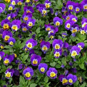 VIOLA 6 PACK