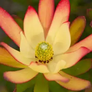 LEUCADENDRON CREAM BUN 15CM