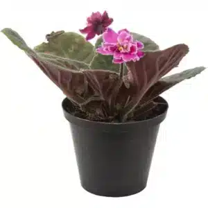 AFRICAN VIOLET 10CM